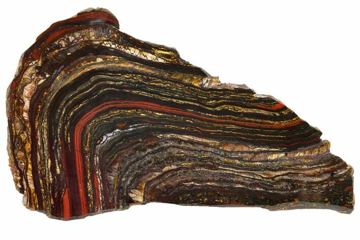Polished Tiger Iron Stromatolite - Billion Years #129333